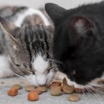 Як обрати і купити хороший сухий корм для котів