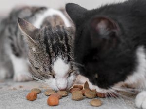 Як обрати і купити хороший сухий корм для котів